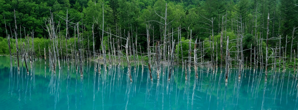 A blue beyond belief — Shirogane Blue Pond, Hokkaido