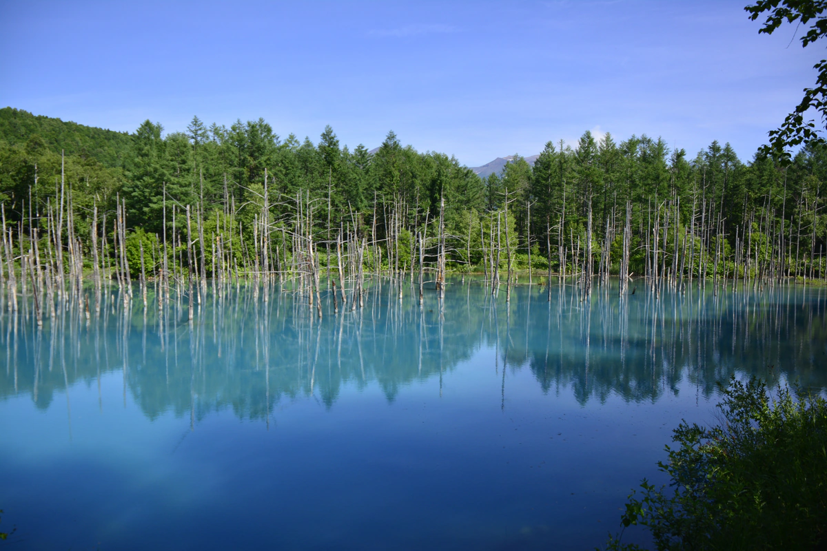 The forest, reflected